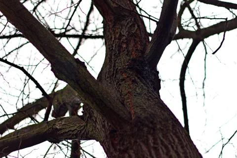 Tree Trunk 03 Stock Photos