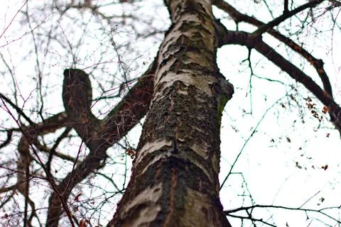 Tree Trunk 04 Stock Photos