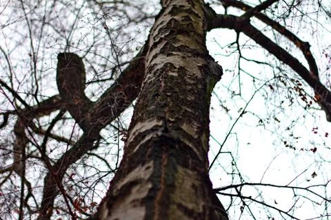 Tree Trunk 05 Stockfoto's