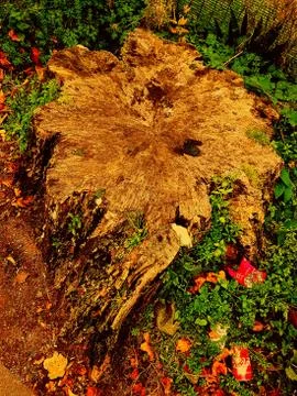 Tree Trunk 2 Stock Photos