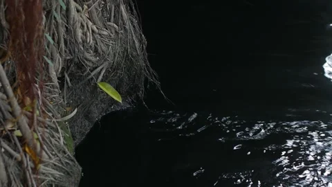Tree trunk with aerial roots in dark water surface Stock Footage 318959363