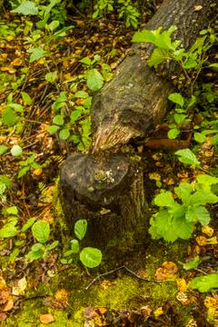 Tree trunk after beavers work Stock Photos