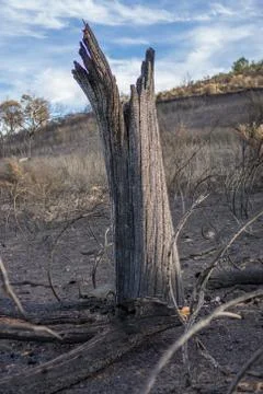Tree trunk after the Fire Stock Photos