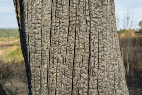 Tree trunk after the Fire Foto stock
