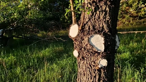 Tree trunk after sanitary pruning with treated cut areas 動画素材 334814298