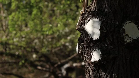Tree trunk after sanitary pruning with treated cut areas Stock Footage 335210010