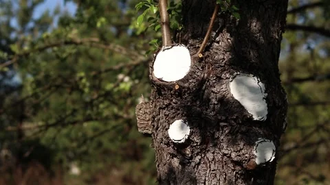 Tree trunk after sanitary pruning with treated cut areas Stock Footage 335210016