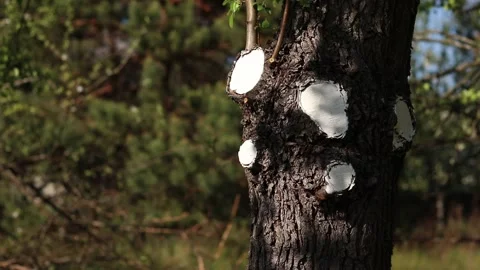 Tree trunk after sanitary pruning with treated cut areas Stock Footage 335210018