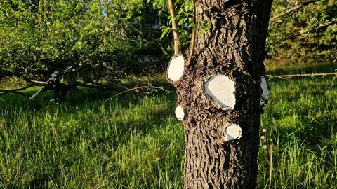 Tree trunk after sanitary pruning with treated cut areas 스톡 사진