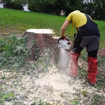Tree trunk after tree felling Stock Photos