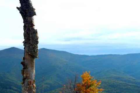 Tree trunk against the backdrop of a mountain landscape 库存照片