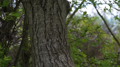 Tree trunk against the background of branches with foliage Video stock 106588288