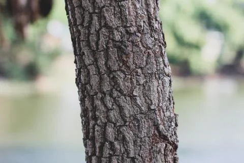 Tree trunk and bark texture, pattern natural detail Foto stock