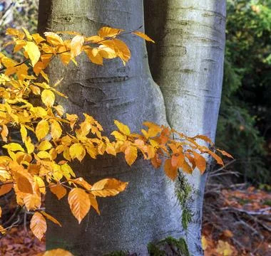 A tree trunk and beech branches with autumn leaves Stock Photos