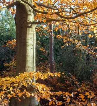A tree trunk and beech branches with autumn leaves Stock Photos