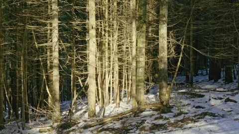 Tree trunk and branch in bright sunlight dark winter forest Stock Footage 256017292