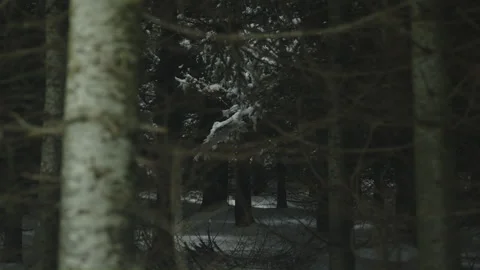 Tree trunk and branch in danse dark winter forest focus on background Stock Footage 255989445