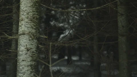Tree trunk and branch in danse dark winter forest blurry background Stockbeeldmateriaal 255989741