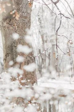 Tree trunk and branches covered with snow. Blurred, foggy winter background. Stockfoto's
