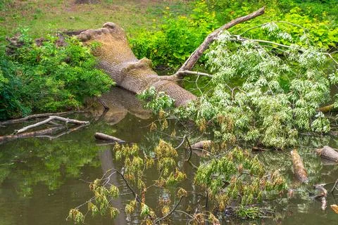 Tree trunk and branches fallen and reflected in pond bank Stock Photos