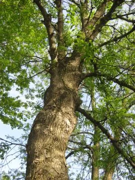 Tree Trunk and Branches Stock Photos