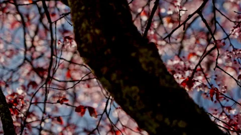 Tree trunk and branches with spring blossoms under blue sky Stock Footage 335384181