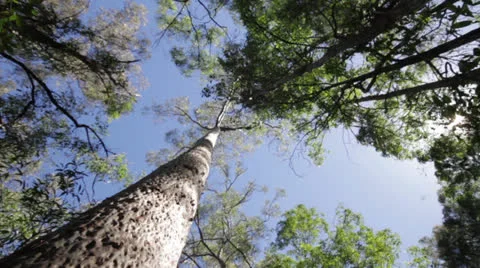 Tree trunk and canopy Stock Footage