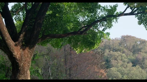 Tree Trunk and Canopy in Forested Hillside for Mindfulness Background Use Stock Footage 328097831