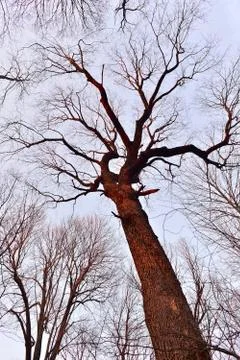 Tree trunk and crown of branches without leaves against the sky Stock Photos