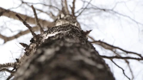Tree trunk and crown in the spring in the Park. Spring nature and clear sky. Stock Footage 107650880