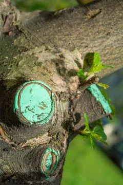 Tree trunk and cut branches, cuts are covered with special paint Stock Photos