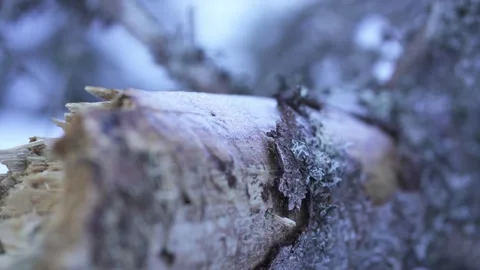 Tree trunk and dead wood texture in forest Video stock 323969783