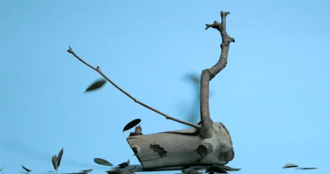 Tree trunk and dry olive leaves falling in blue background Stock Footage 197338993