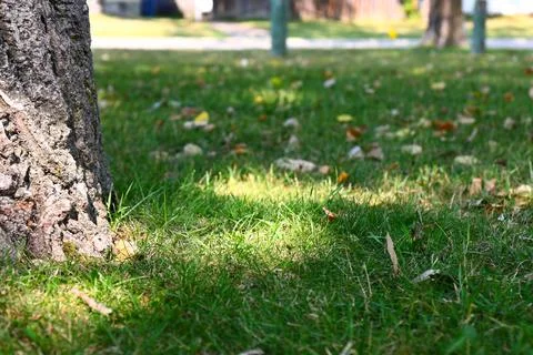 Tree Trunk and Fallen Leaves Grass Foto stock