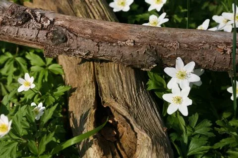 Tree trunk and flower in the forest Stock Photos