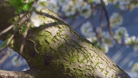 Tree trunk and flowering branch of the fruit tree Stock Footage 105531912