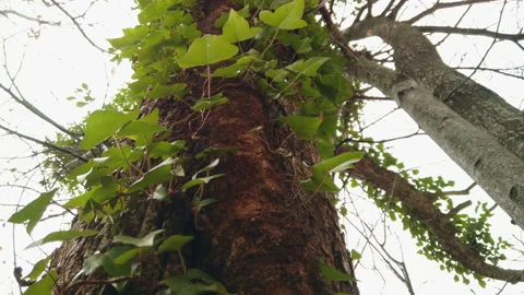 Tree trunk and forest canopy, tilting up close-up shot Stock Footage 227736138