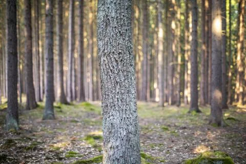 Tree trunk and forest on a sunny day Foto stock