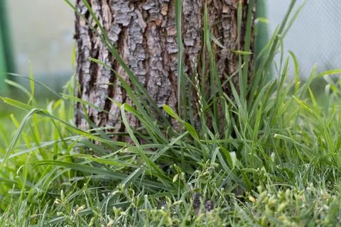 Tree Trunk and Grass Close-Up Stock Photos