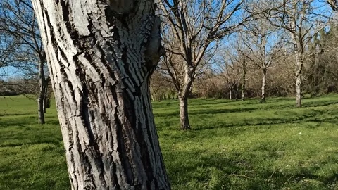 Tree trunk and green lawn Stock Footage 126535116
