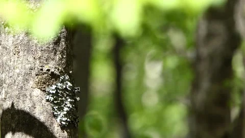 Tree trunk and green leaves in the forest Video stock 241658825