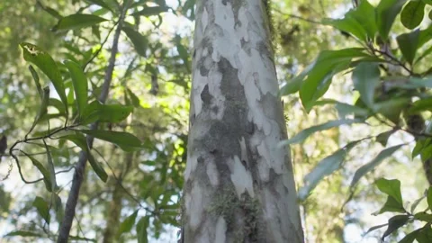 Tree Trunk and Green Leaves in Sunlight Stock Footage 303429436