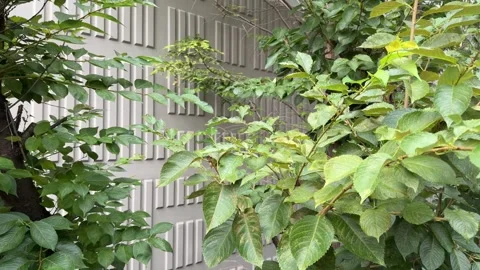Tree Trunk and Green Leaves Moving Against Textured Building Wall 스톡 동영상 342410404