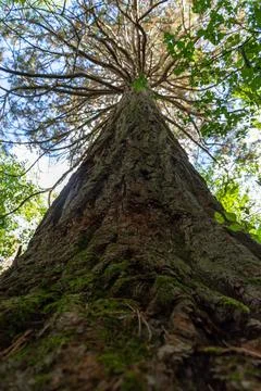 The tree trunk and its crown are shot from an interesting angle Stock Photos