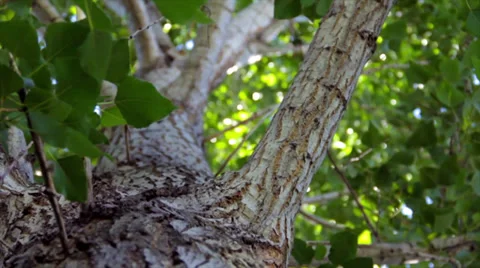 Tree Trunk and Leaves 動画素材 38888123