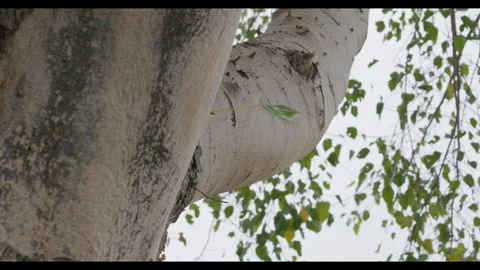 Tree Trunk and Leaves in Gentle Wind Stock Footage 331517302