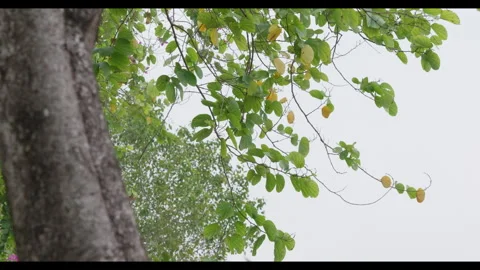 Tree Trunk and Leaves Swaying in Light Wind Stock Footage 331519554