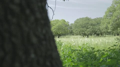 A tree trunk and an oak  grove in a green meadow Stock Footage 43862550