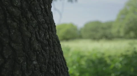 A tree trunk and an oak  grove Stock-Footage 43862669