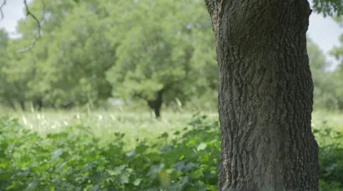 A tree trunk and oak tree at the background Stock Footage 43862722